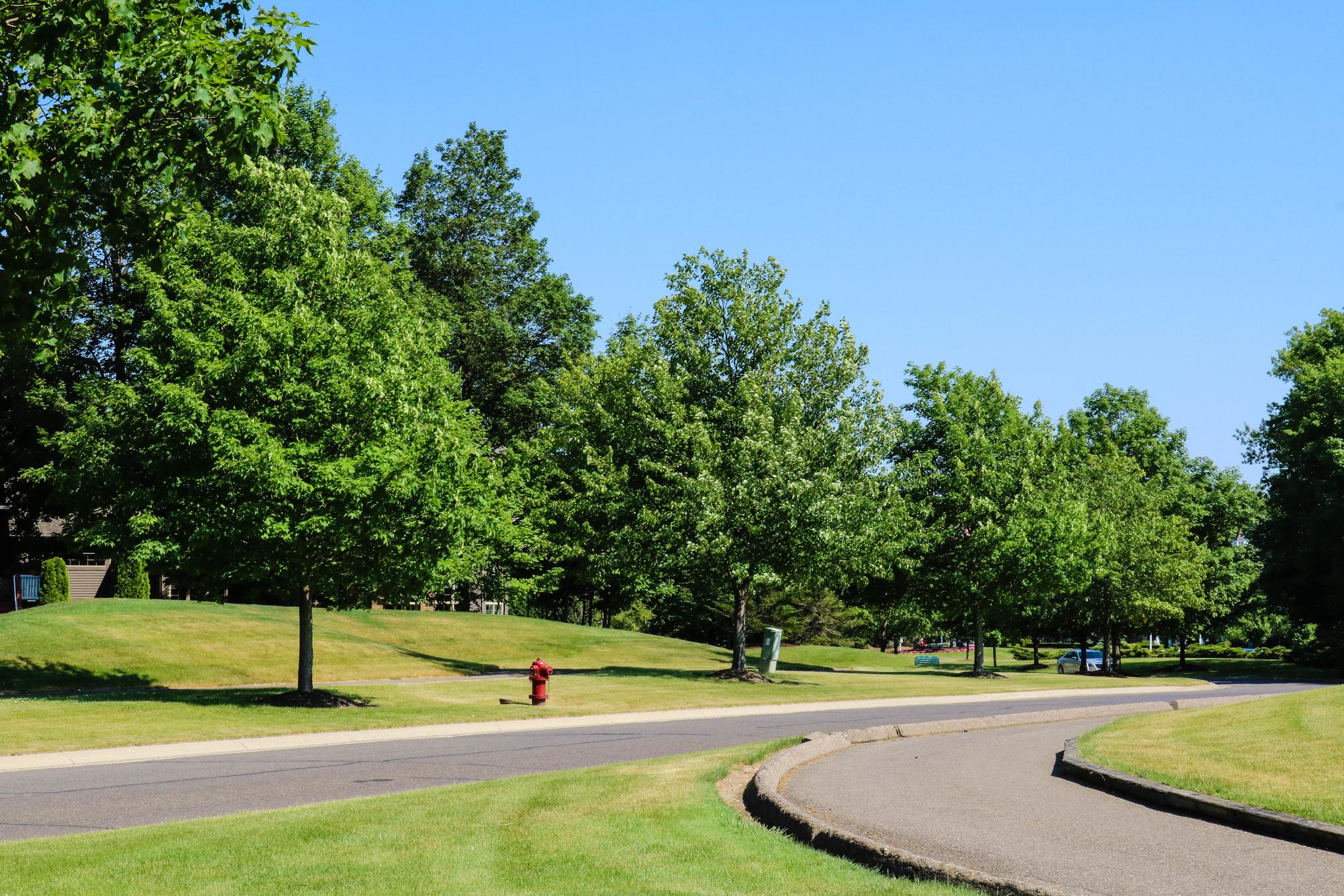 beautiful tree lined street